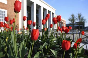 tulips and JHU building in the background