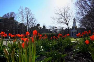 tulips in front of JHU building