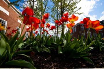 tulips on the Homewood campus